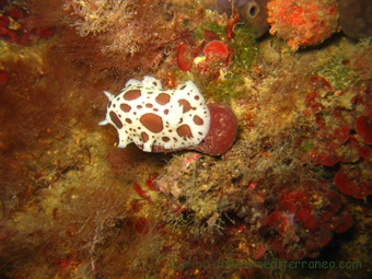 Peltodoris atromaculata